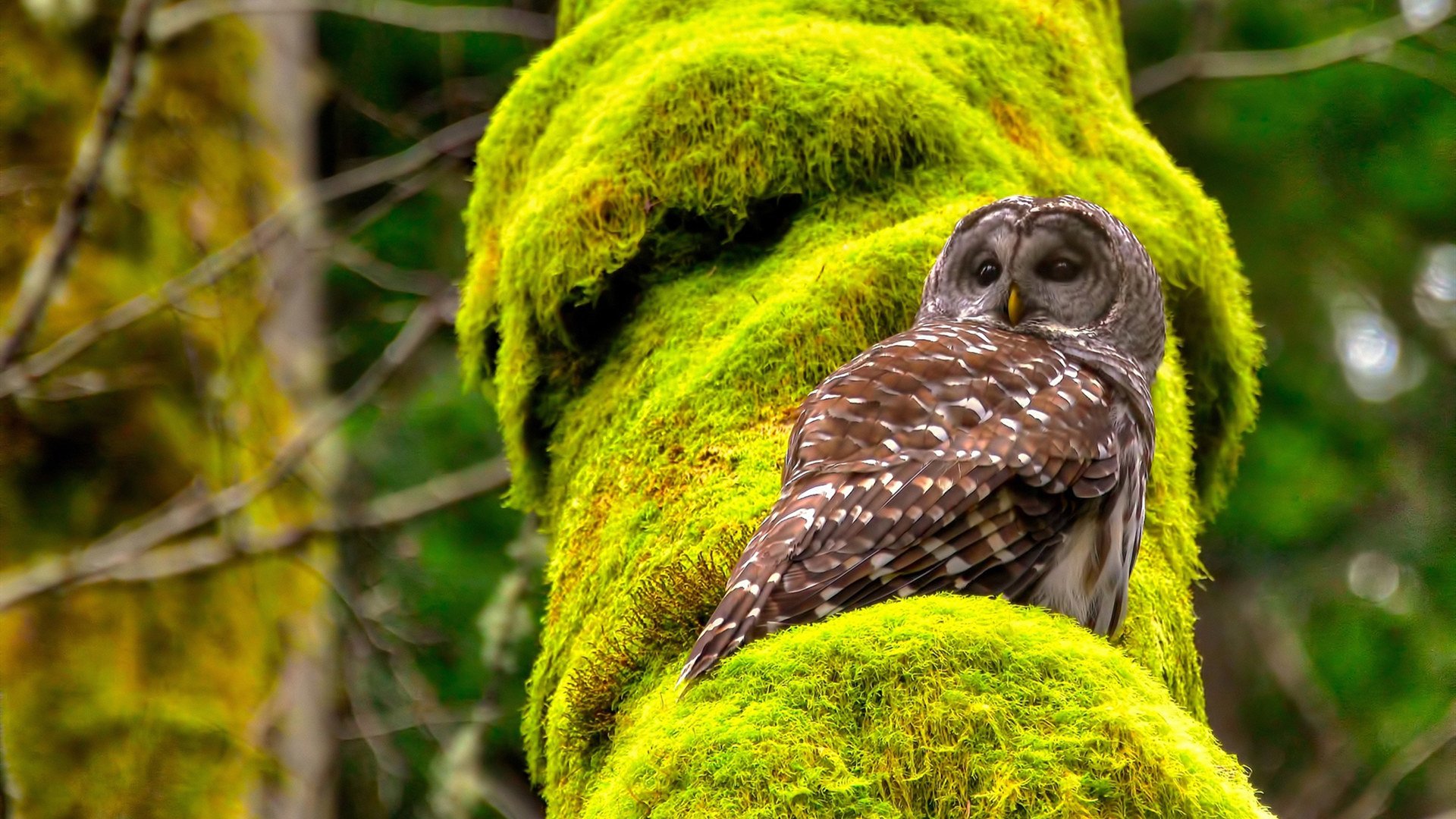 爱游戏在线登录入口-【天使队的磨合期】新援加入后战绩大幅提升，天使队队标