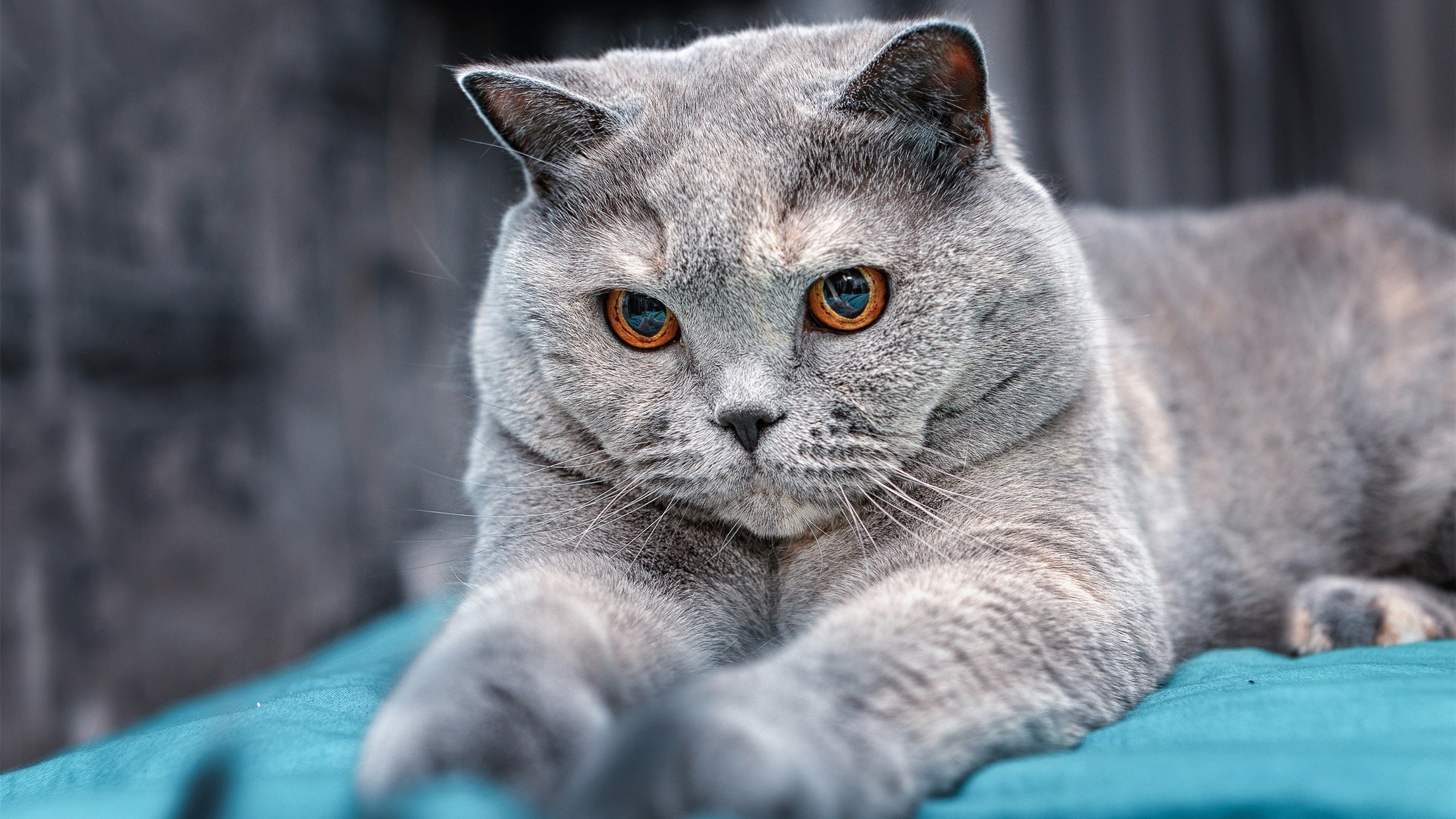 爱游戏体育官方网站-中国围棋协会发布围棋赛事版权管理办法，中国围棋社