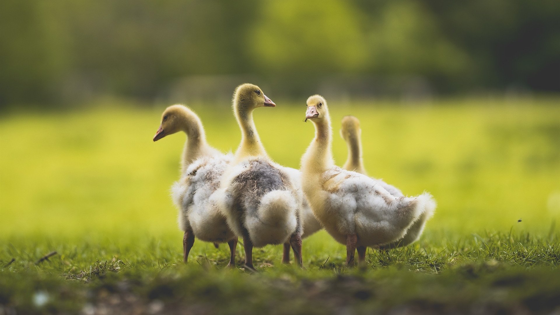 AYX体育-防守大场面：硬核防守瞬间盘点，防守视频教学