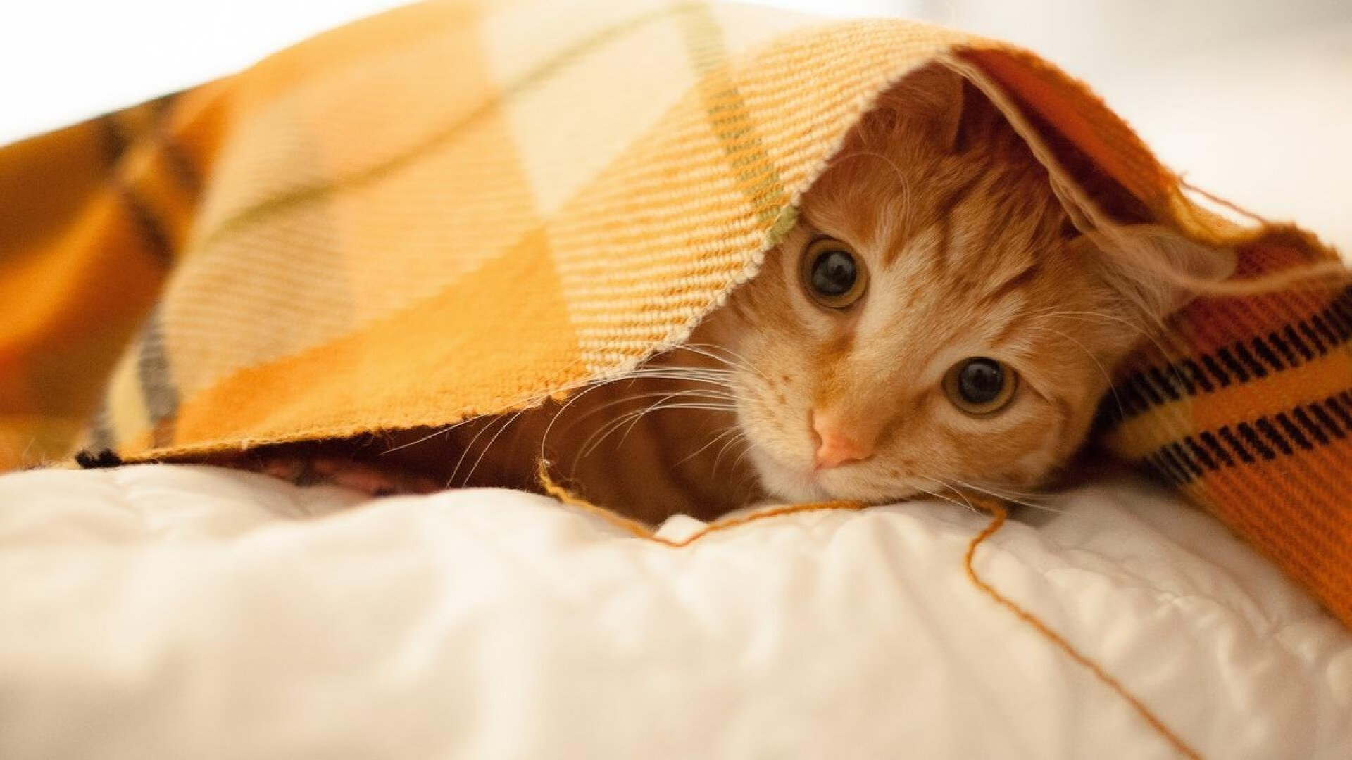 爱游戏在线登录入口-伊朗队在巴黎奥运会比赛中多次通过二次进攻得分，伊朗奥运会参加什么项目