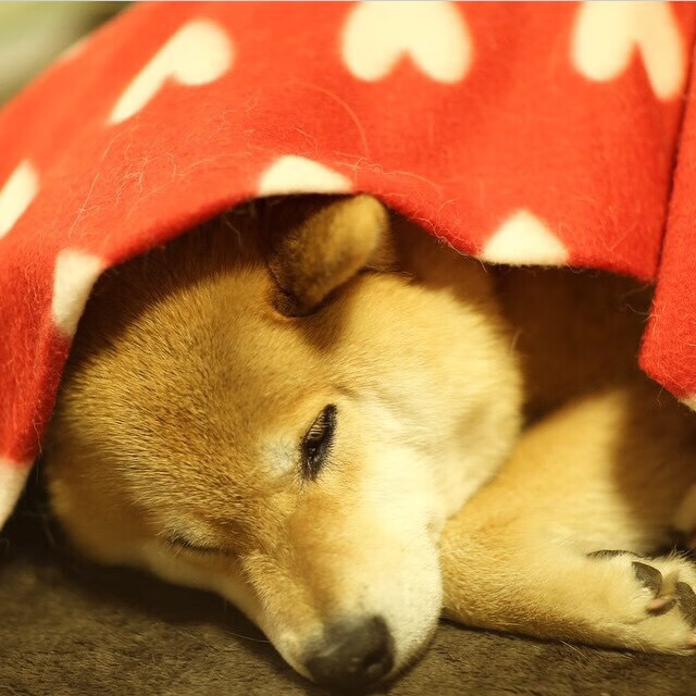 伊朗队战胜法国,成功晋级决赛,伊朗对法国篮球