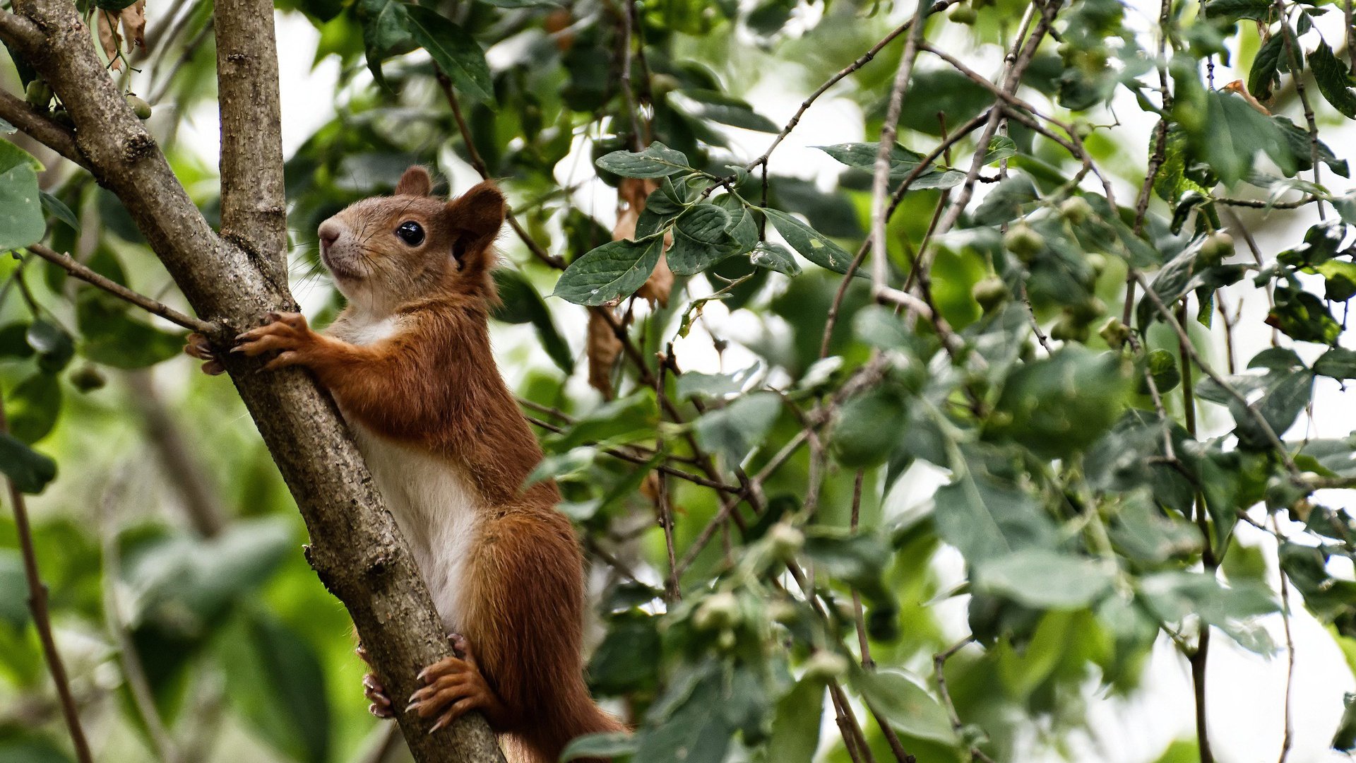 爱游戏娱乐-勒沃库森取得连胜，提升德甲联赛排名，勒沃库森德国杯实时比分