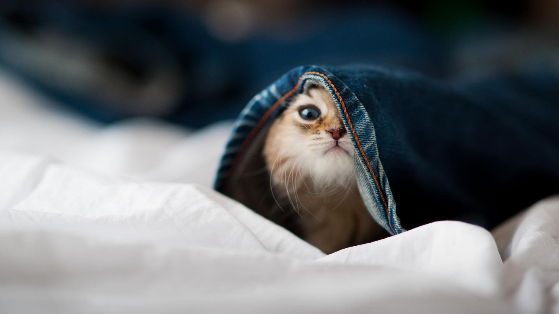 巴黎圣日耳曼罕见失利,球员士气受挫,巴黎圣日耳曼队首发