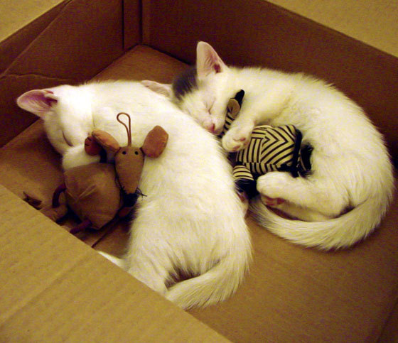 爱尔兰国家队备战欧预赛,全力争胜,爱尔兰欧洲杯2021