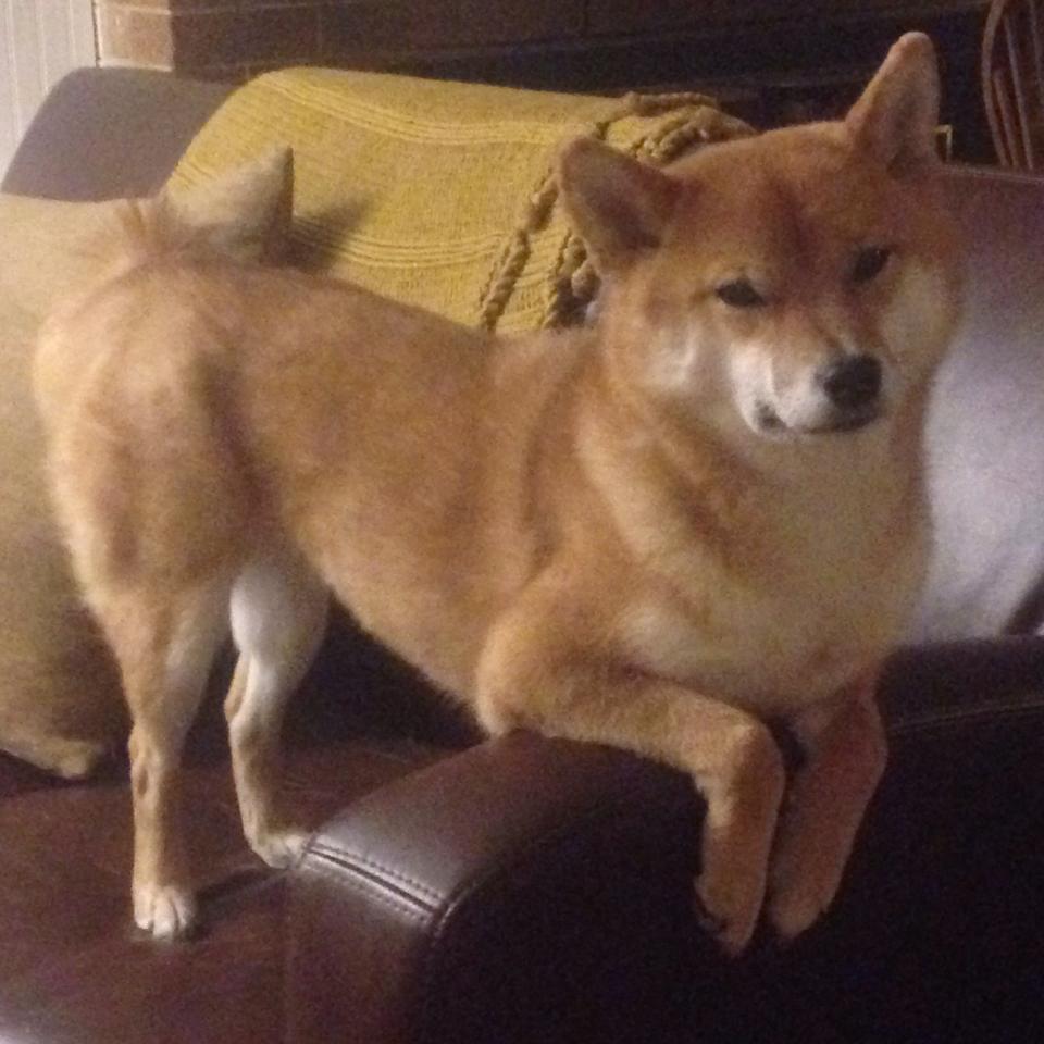 AYX SPORTS-皇家贝蒂斯主场1-1战平奥萨苏纳，双方互有攻守，皇家贝蒂斯主帅