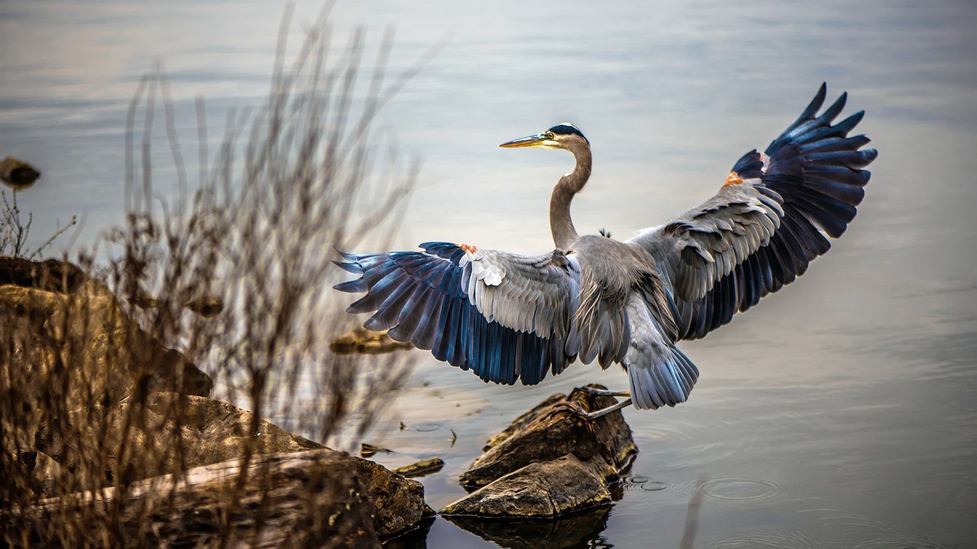 爱游戏体育app-美洲篮球联赛交流合作加强，美洲篮球联赛交流合作加强了吗