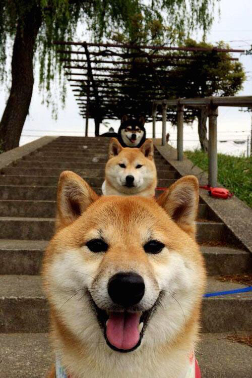 德甲球队通过数据建模优化球员冲刺频次分配的研究,德甲球员评分