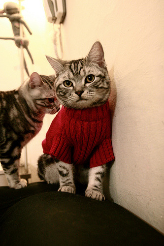 爱游戏中国官方网站平台-“帕布罗·马特拉的精神领袖作用，让阿根廷美洲狮队战斗力爆发”