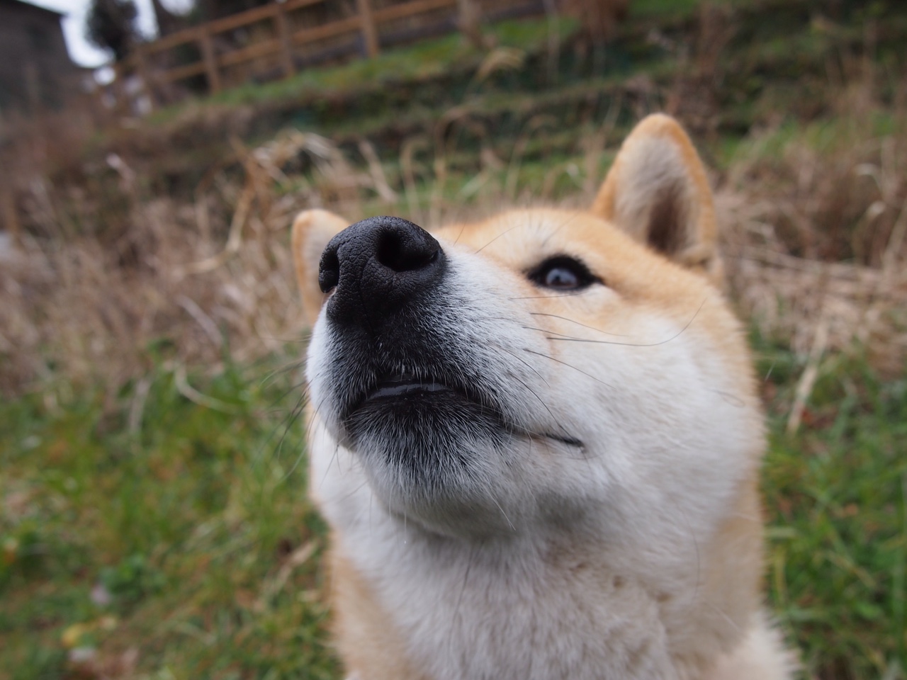 爱游戏综合娱乐-南非羚羊队的“闪电战”：快速反击与突破形成无情压力